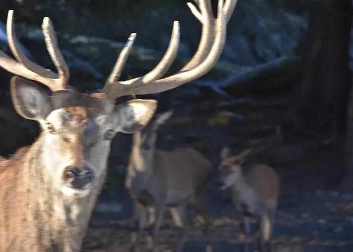 Landgraf 住宿加早餐酒店