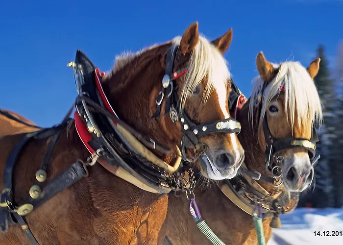 住宿加早餐酒店 Landgraf 3*